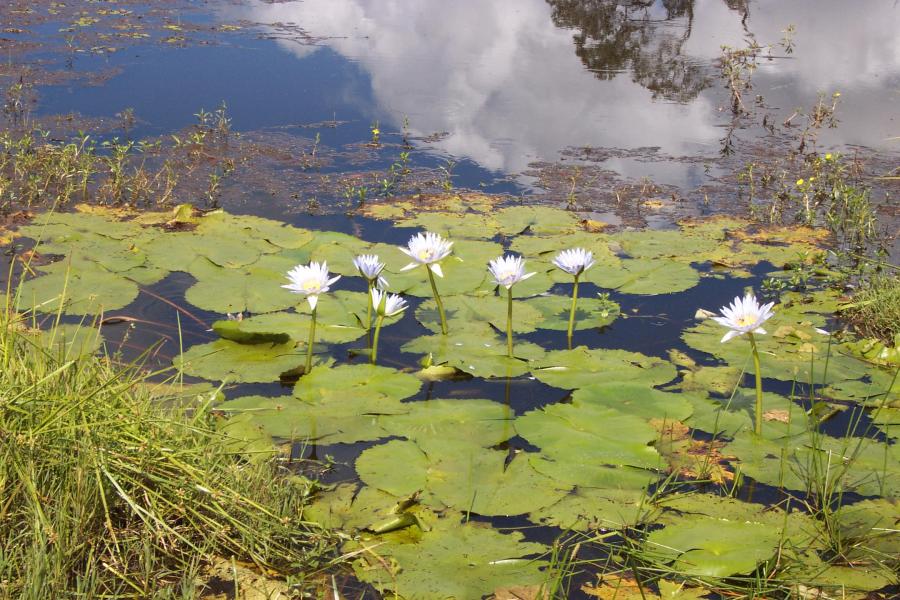 Aquatic Plants