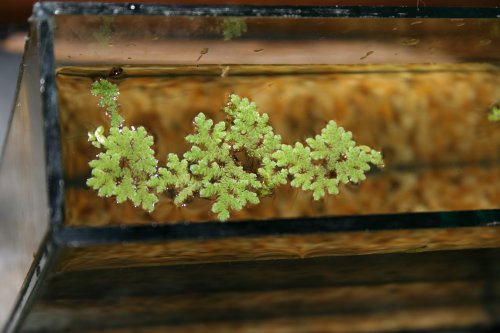 Azolla filiculoides