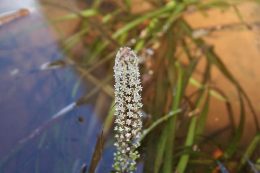 Aquatic Plants