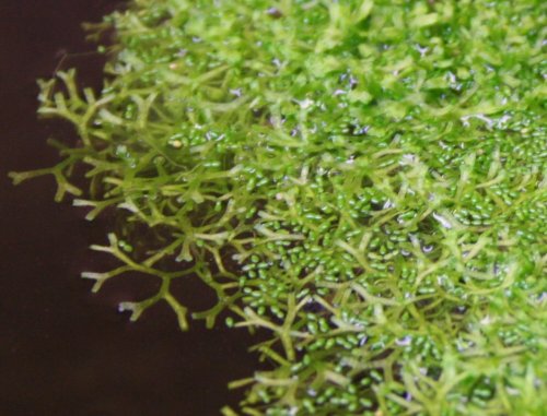 Riccia + Wolfia