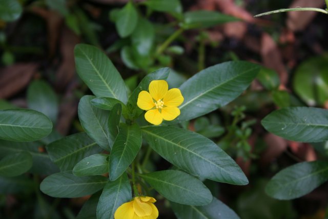 Ludwigia pelpoides