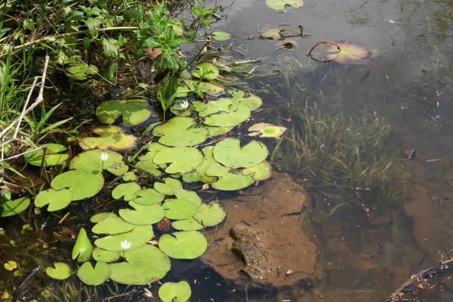 Aquatic Plants