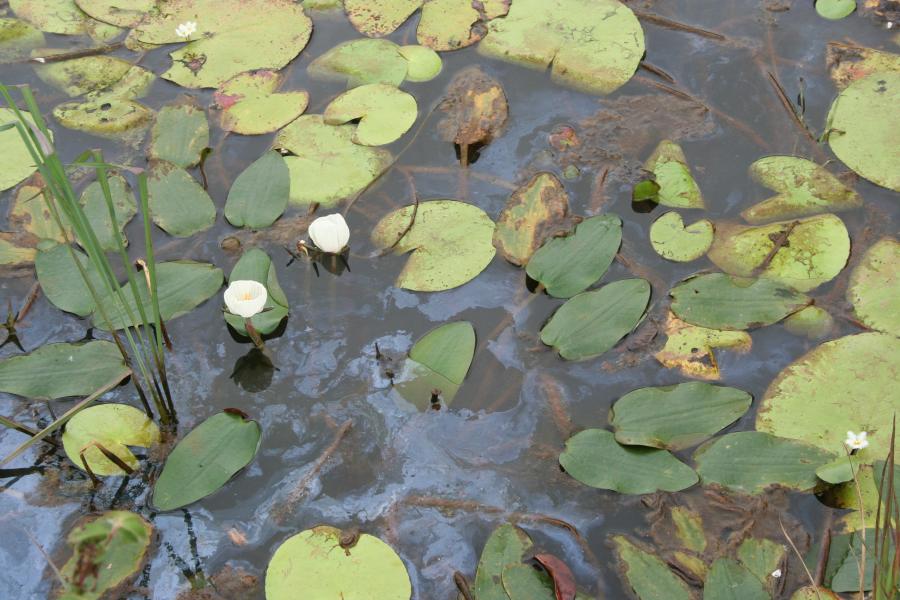 Aquatic Plants