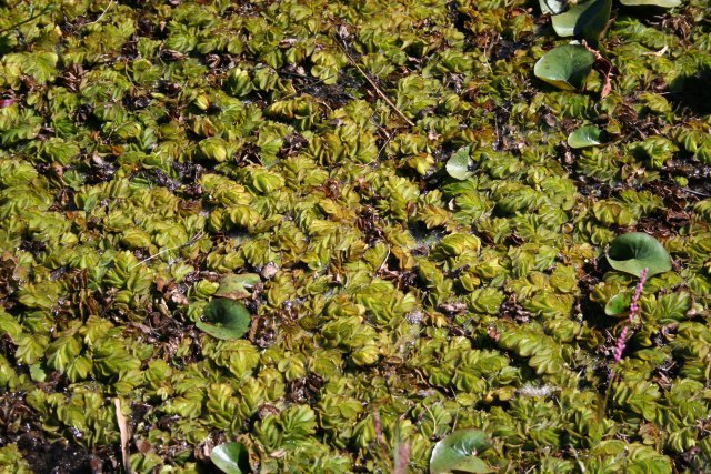Salvinia molesta