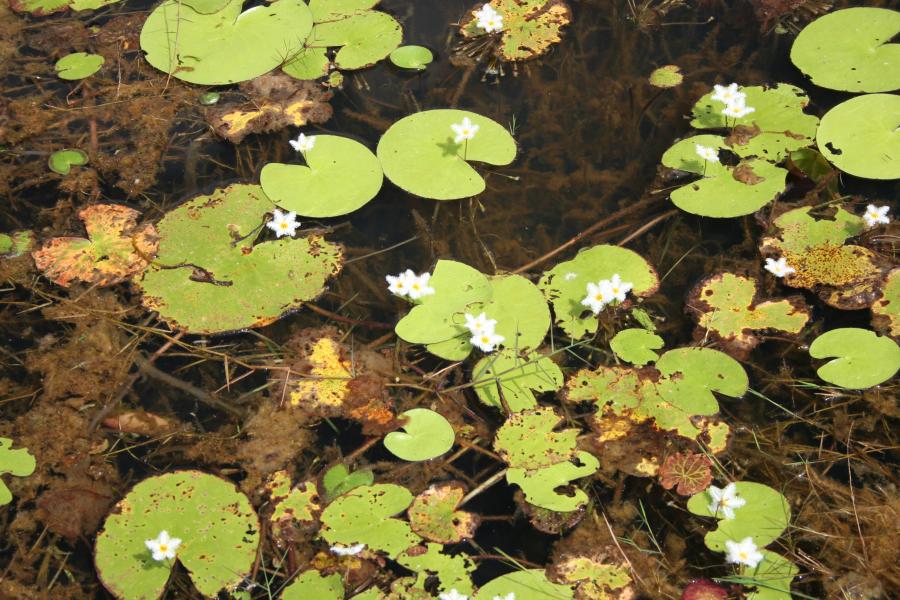 Aquatic Plants