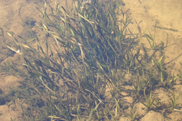 Vallisneria gigantea