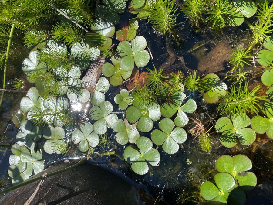 Aquatic Plants