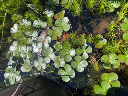 Marsillea mutica + Myriophyllum