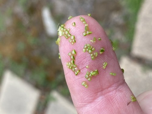 Wolffia globosa