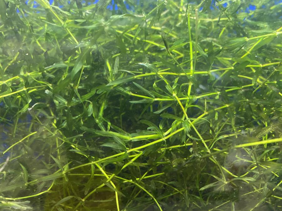 Aquatic Plants