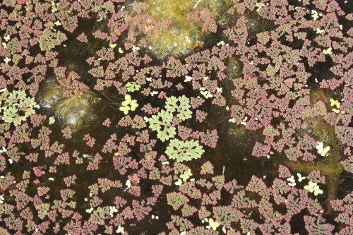 Azolla Pinnata (red) &  A. filiculoides (pale green)