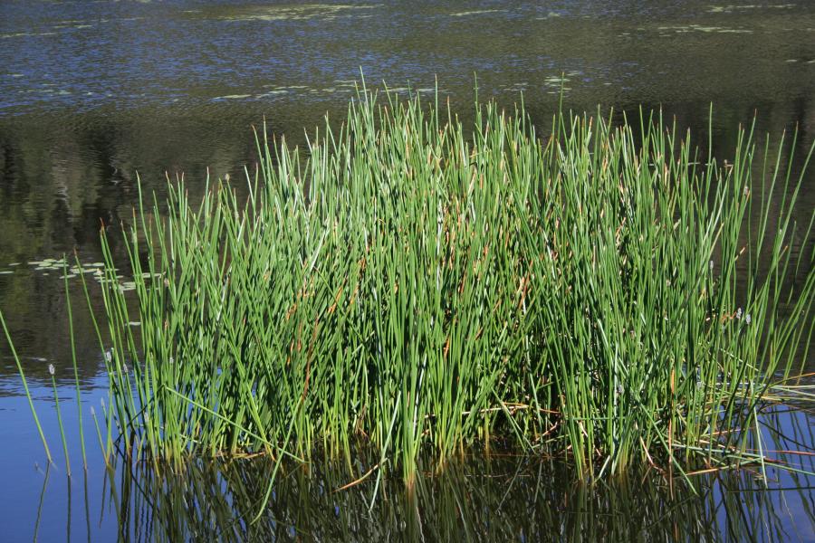 Aquatic Plants