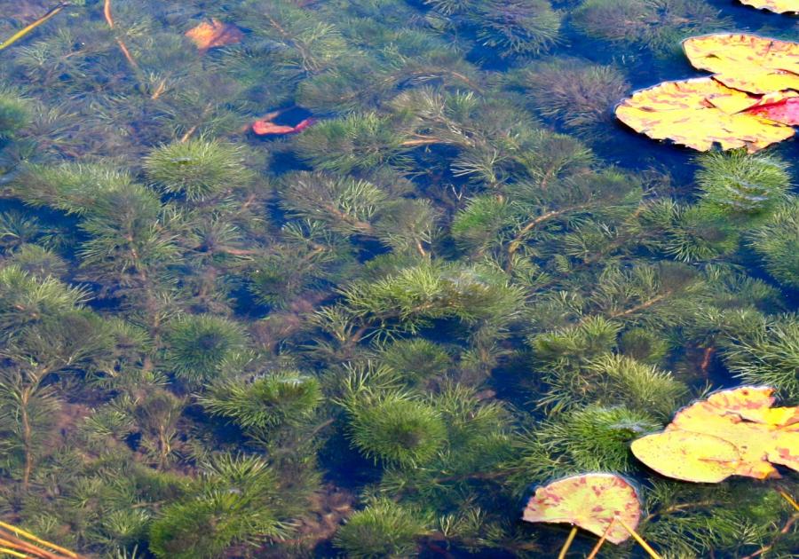 Aquatic Plants