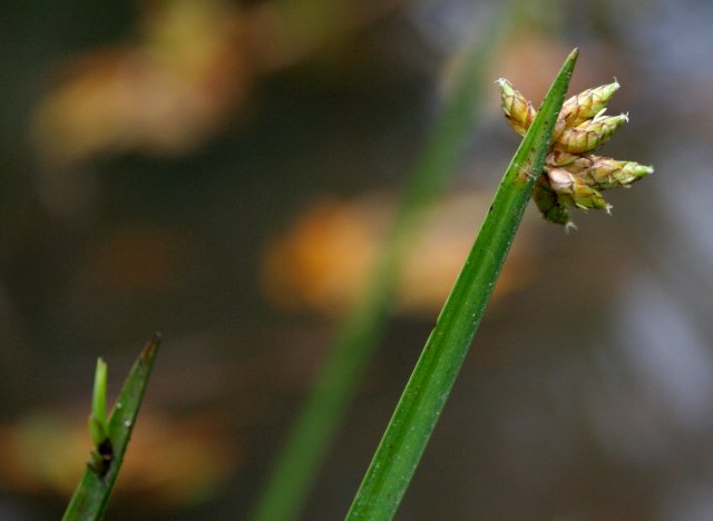 Schoneoplectus validus - club_rush