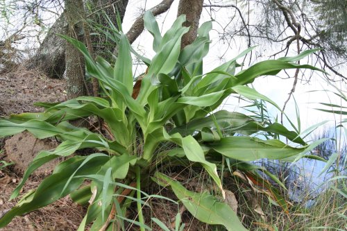 Crinum pedunculatum