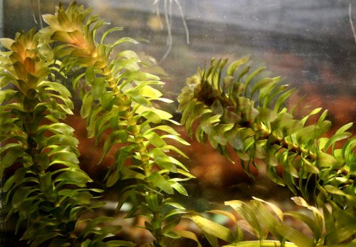 Egeria densa - 