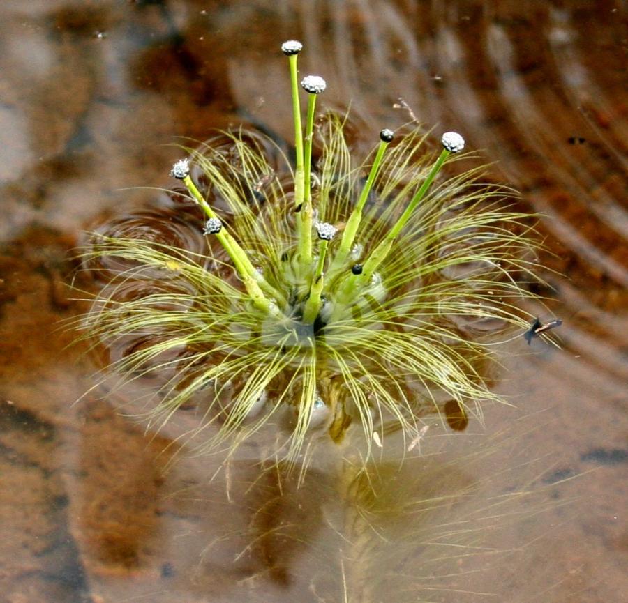Aquatic Plants