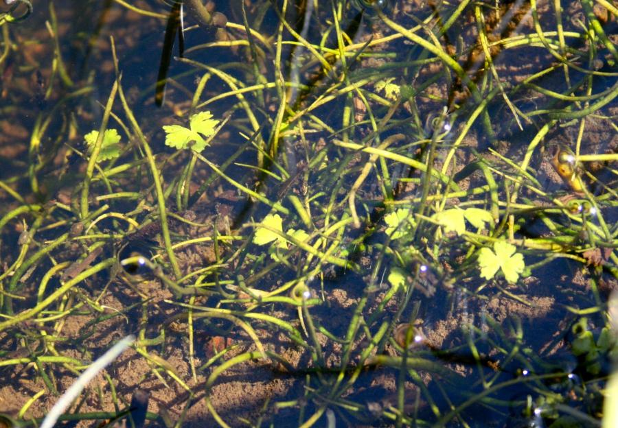 Aquatic Plants