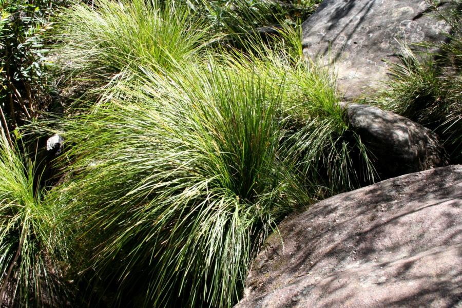 Aquatic Plants