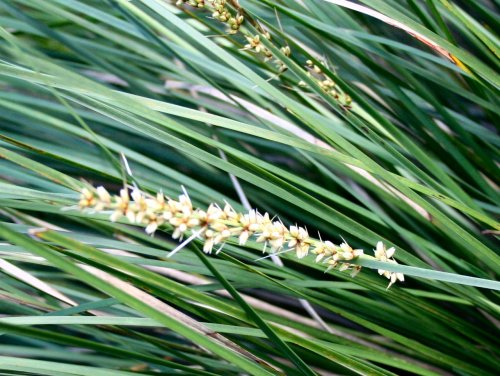Lomandra fluviatilis - flwr