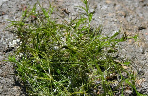 Nitella spp.