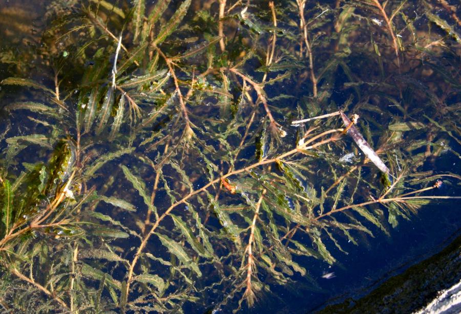 Aquatic Plants