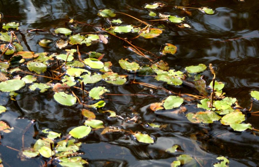 Aquatic Plants
