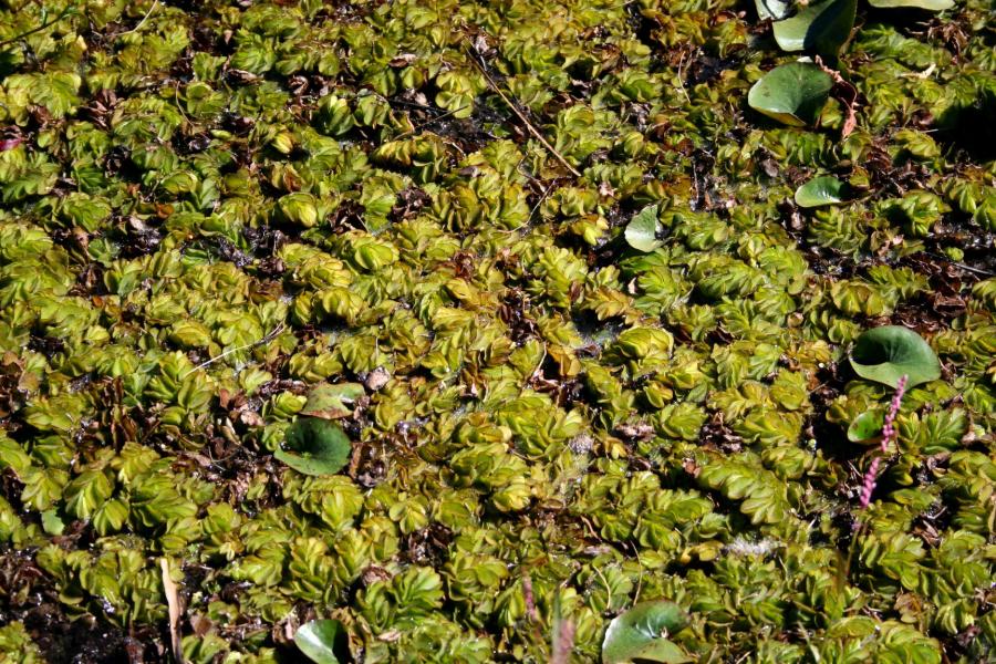 Aquatic Plants