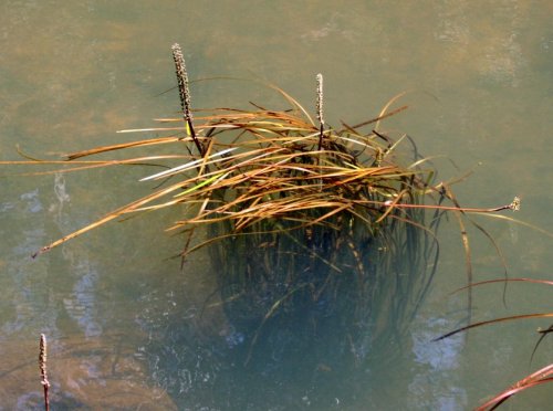 Cycnogeton procerum