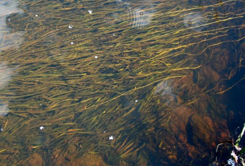 Valisneria nana - Ribbonweed