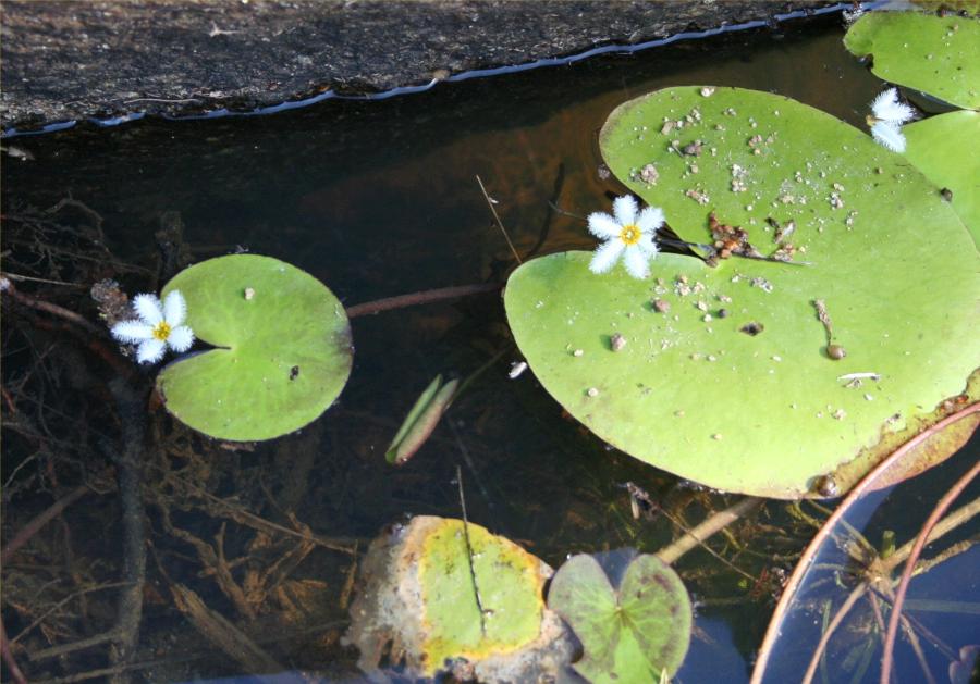 Aquatic Plants
