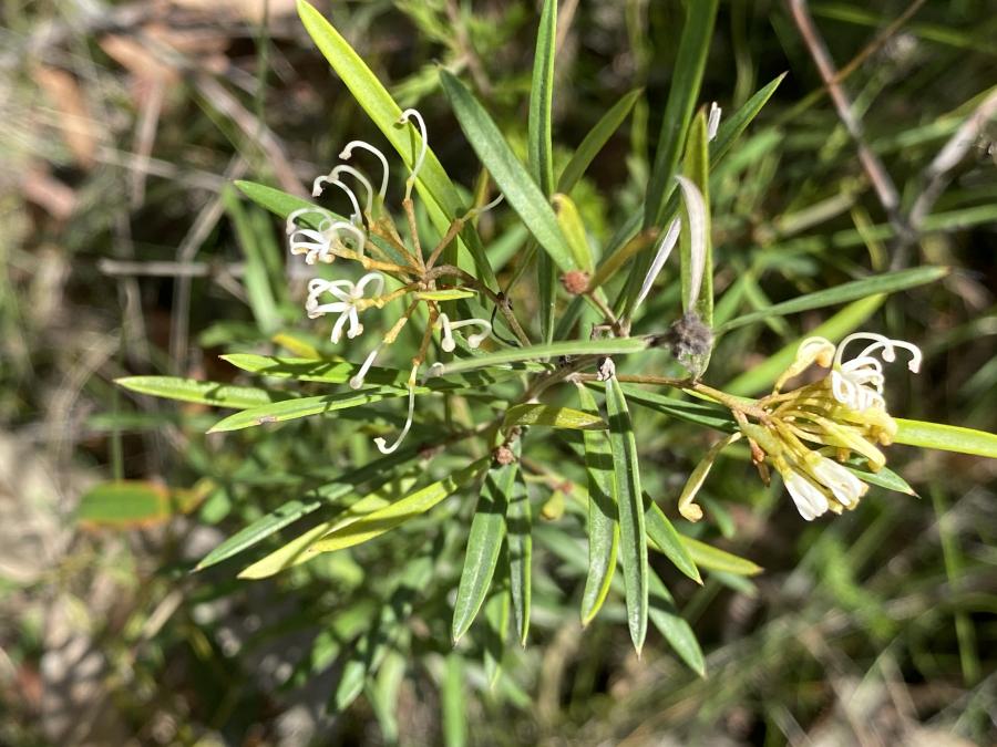 Grevillea humilis