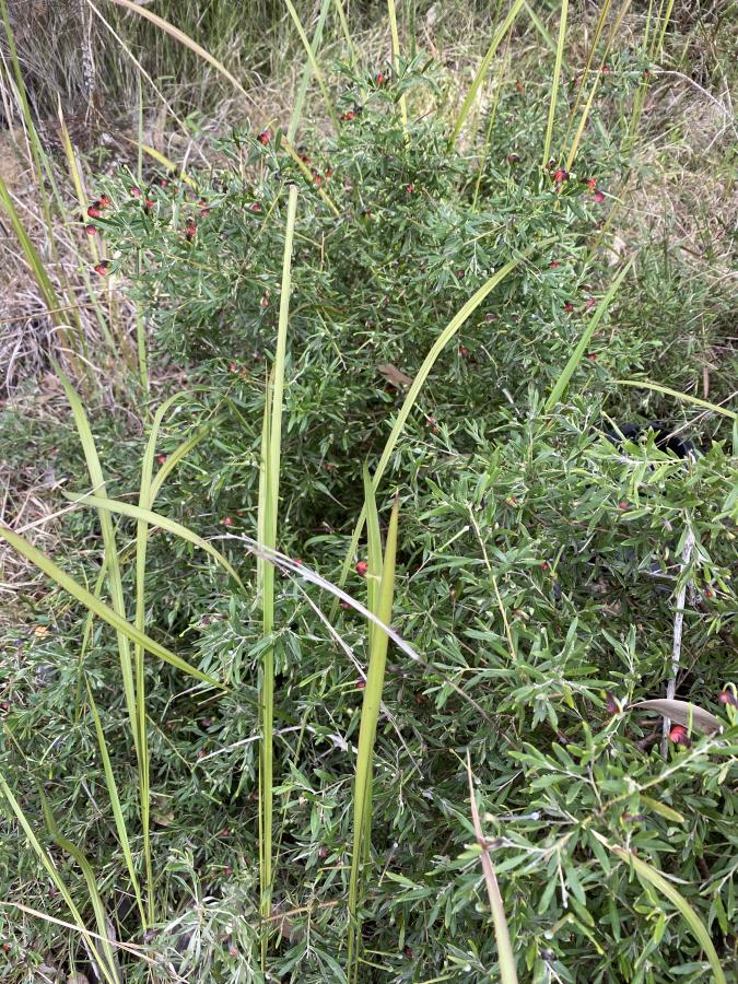 Grevillea montana