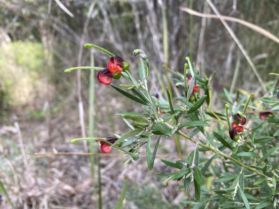 Grevillea montana