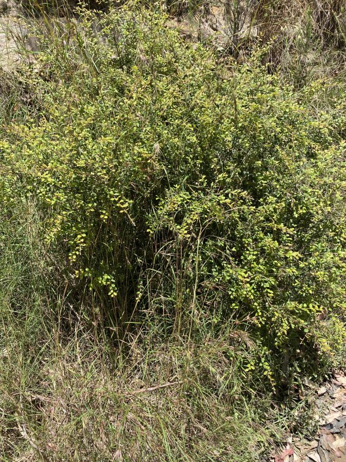 Grevillea mucronulata