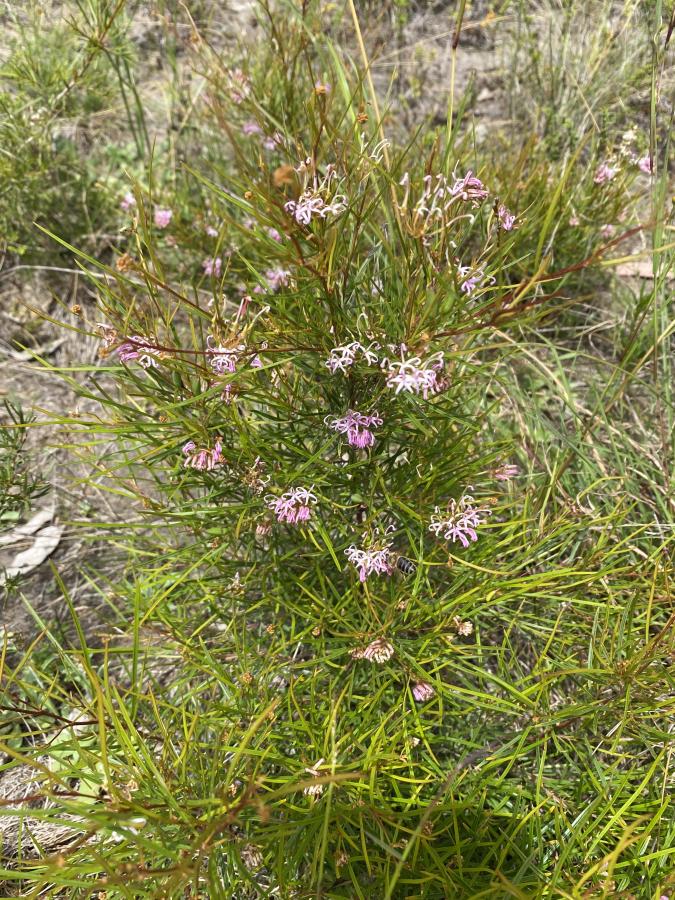 Grevilleas