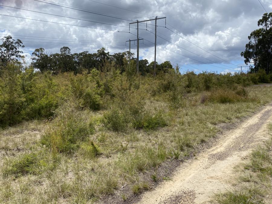 Grevillea parviflora