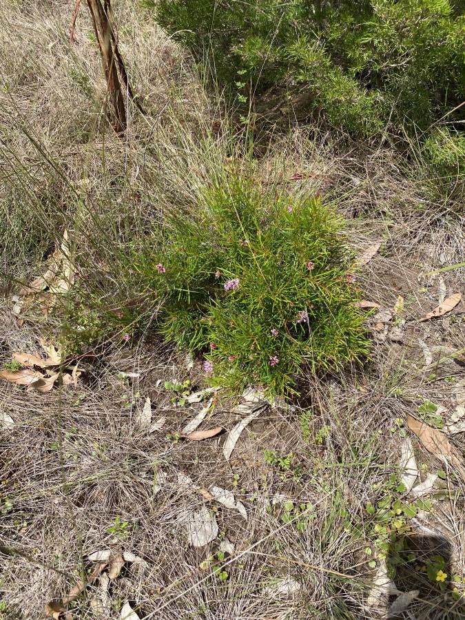 Grevillea parviflora