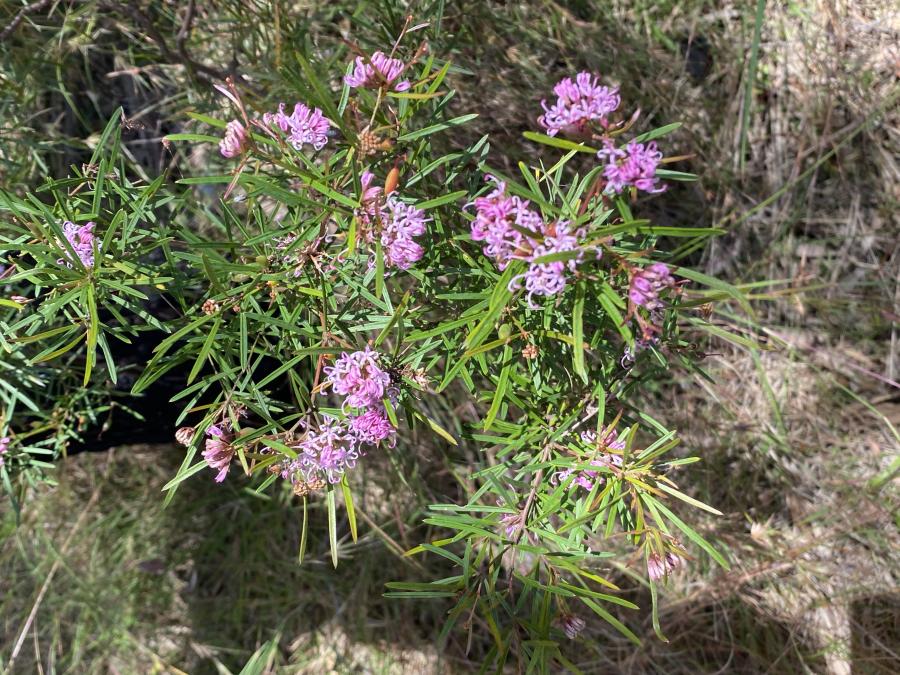 Grevillea parviflora