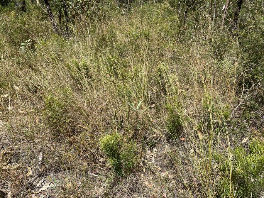 Grevillea parviflora