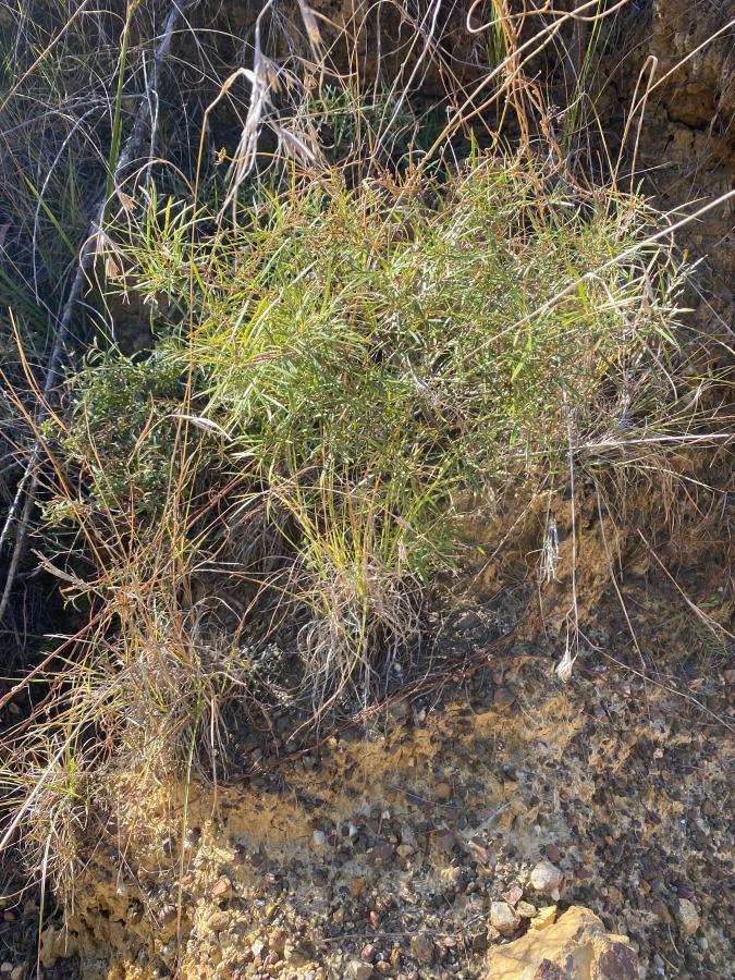 Grevilleas