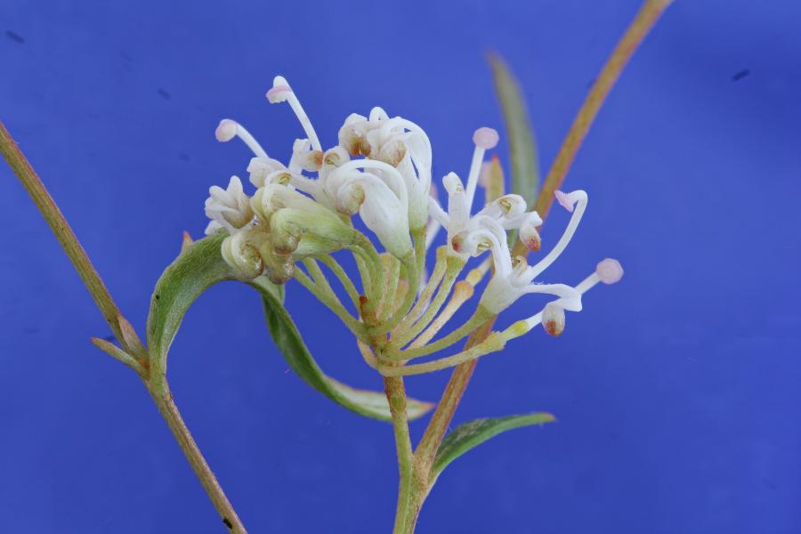 Grevillea virgata