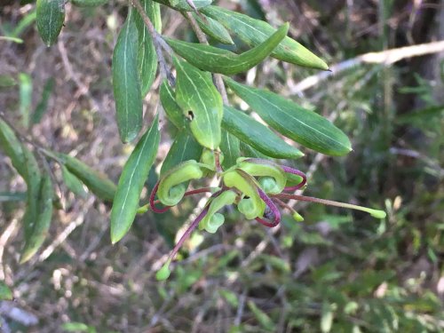 Grevillea guthrieana