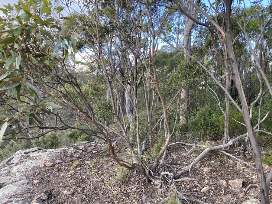 Hunter Valley Plants