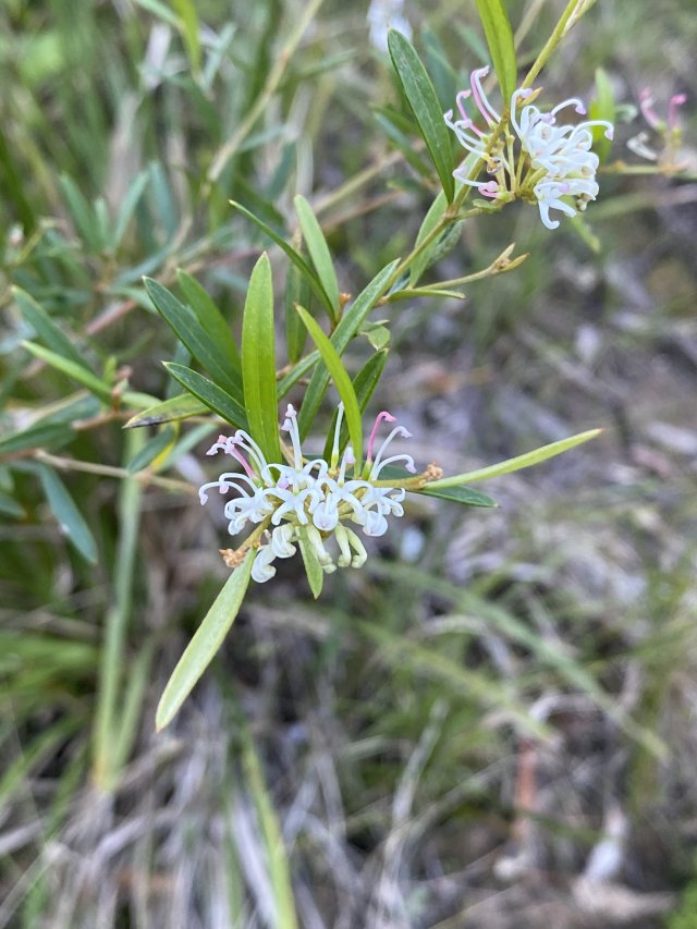 Grevillea virgata - Nerong Grevillea