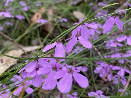 Tetratheca juncea - Black-eyed Susan