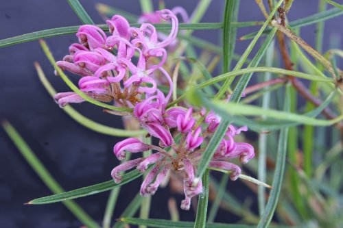Grevillea parviflora