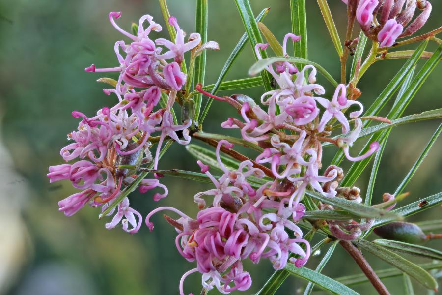 Hunter Valley Plants