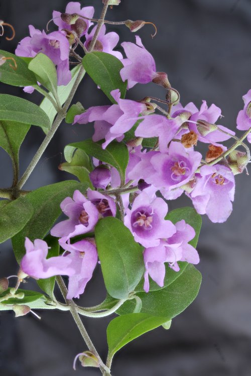 Prostanthera cineolifera - Singleton Mint Bush