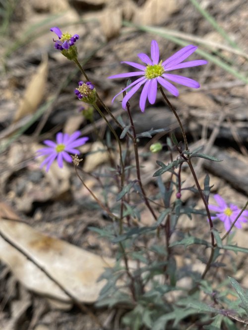 Brachyscome brownii